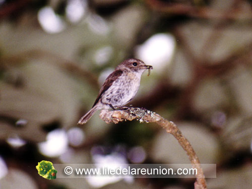 Tec tec femelle (Saxicolas tectes) - Ile de la Réunion