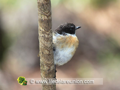 Le Tec tec mâle (Saxicolas tectes) - Ile de la Réunion