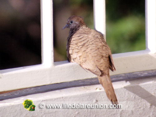 La tourterelle pays (Geopolia striata) - Ile de la Réunion