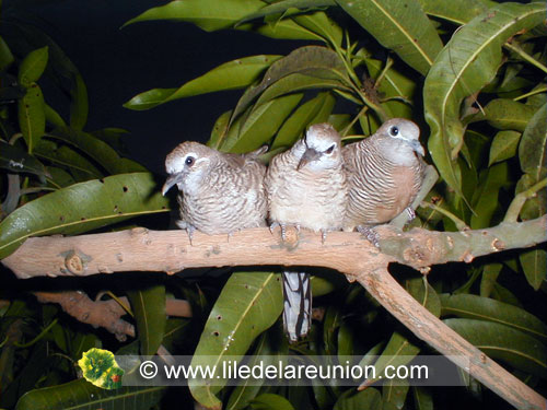 La tourterelle pays (Geopolia striata) - Ile de la Réunion