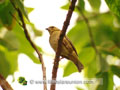 Le cardinal femelle (Foudia madagascariensis)