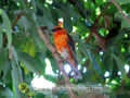 Le cardinal mâle (Foudia madagascariensis)