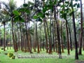 Forêt de palmiers