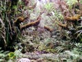 Une ravine dans la Forêt de Bébourg