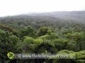 Vue sur la forêt de Belouve