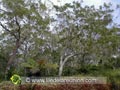 Tamarins des Hauts composant une partie de la forêt de Belouve