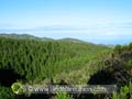 Forêt domaniale du Brulé