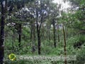 La Forêt de Mare Longue